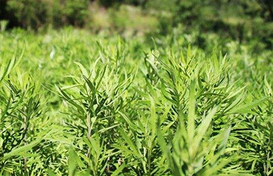 艾草艾葉在生活中有什么用途？